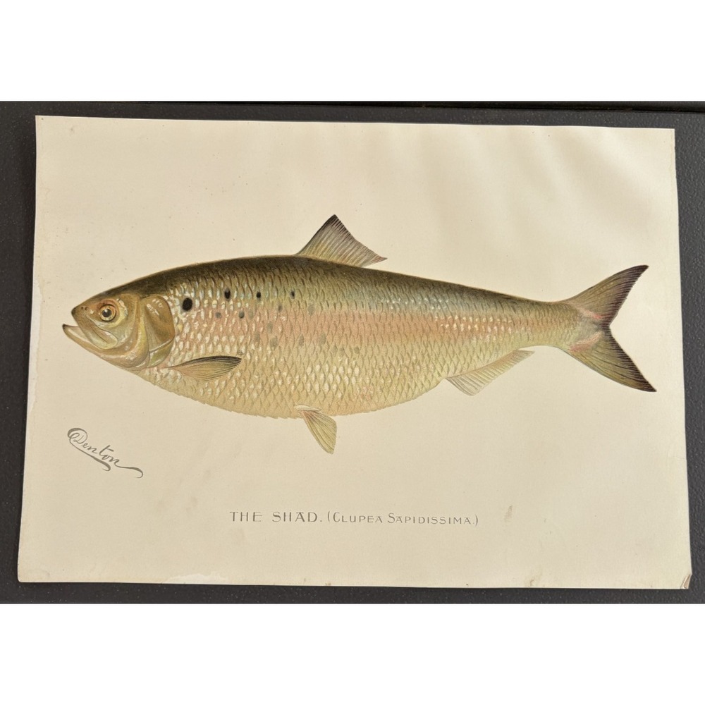 Original 1896 Antique Fish Print: The Shad Signed‎ by Denton 11.2" x 8"